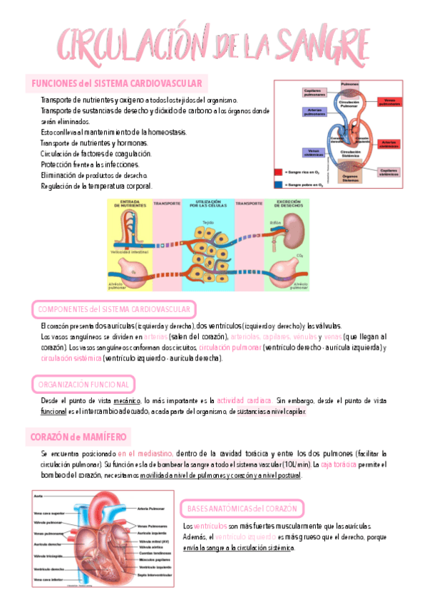 Miniatura del documento 15.-Circulacion-de-la-sangre.pdf