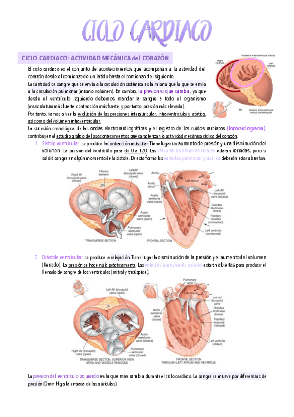 Miniatura del documento 16.-Ciclo-cardiaco.pdf