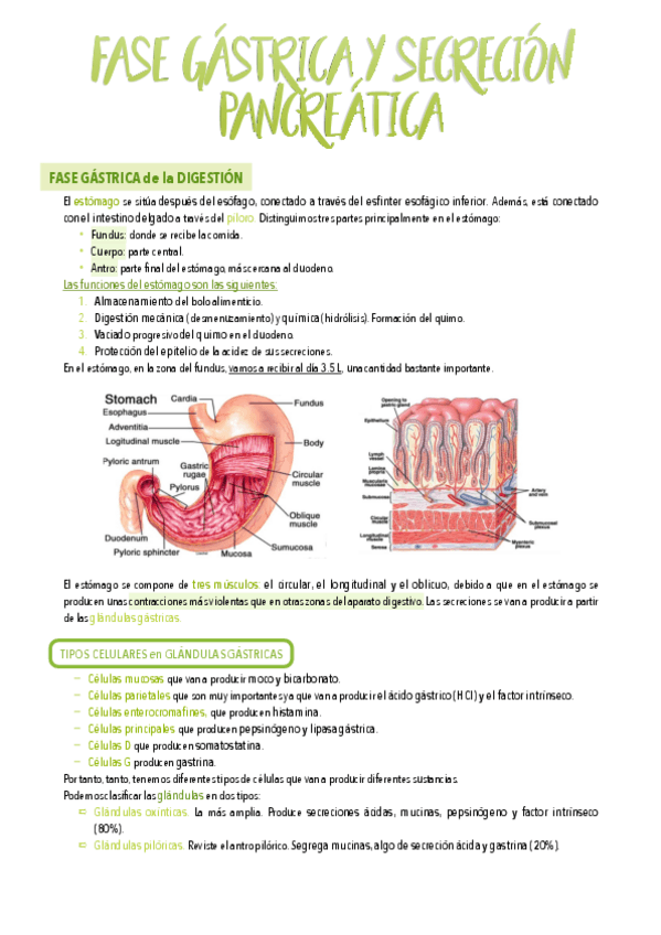 Miniatura del documento 30.-Fase-gastrica-y-secrecion-pancreatica.pdf