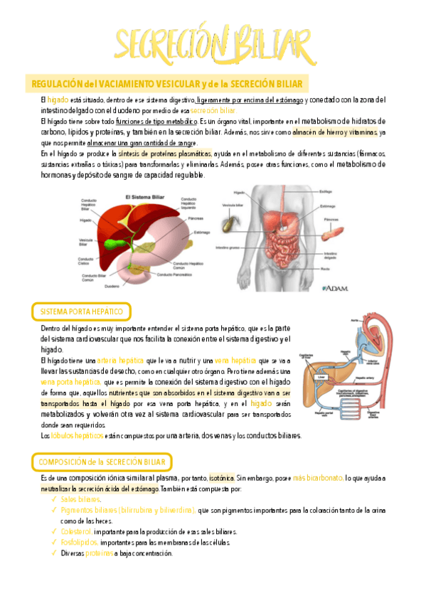 Miniatura del documento 31.-Secrecion-biliar.pdf