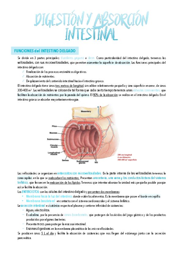 Miniatura del documento 32.Digestion-y-absorcion-intestinal.pdf