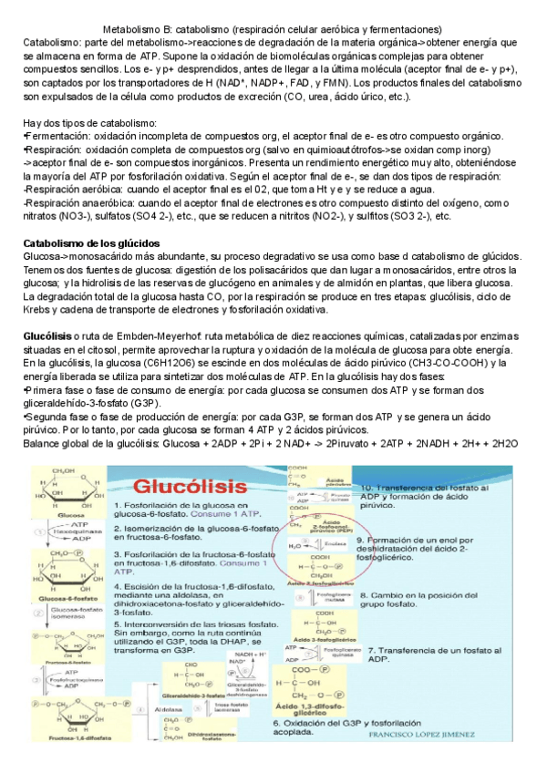 Miniatura del documento Catabolismo.pdf
