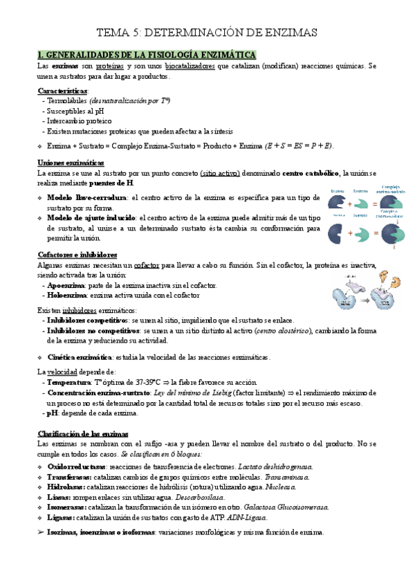 Miniatura del documento T5.-DETERMINACION-DE-ENZIMAS.pdf