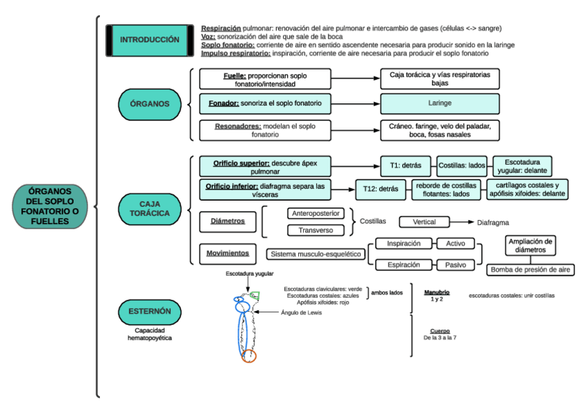 Miniatura del documento 1.1-Organos-fuelle.-Caja-toracica-y-esternon.pdf