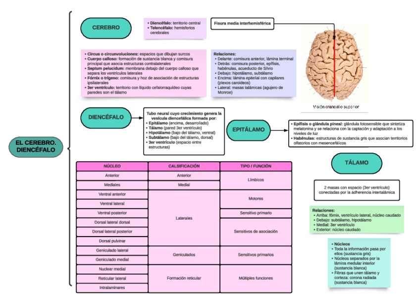 Miniatura del documento 10.1-Diencefalo.-Epitalamo-y-talamo.pdf