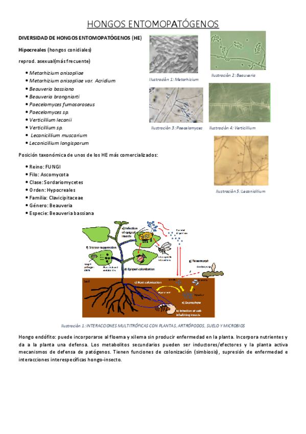 Miniatura del documento HONGOS-ENTOMOPATOGENOS.pdf