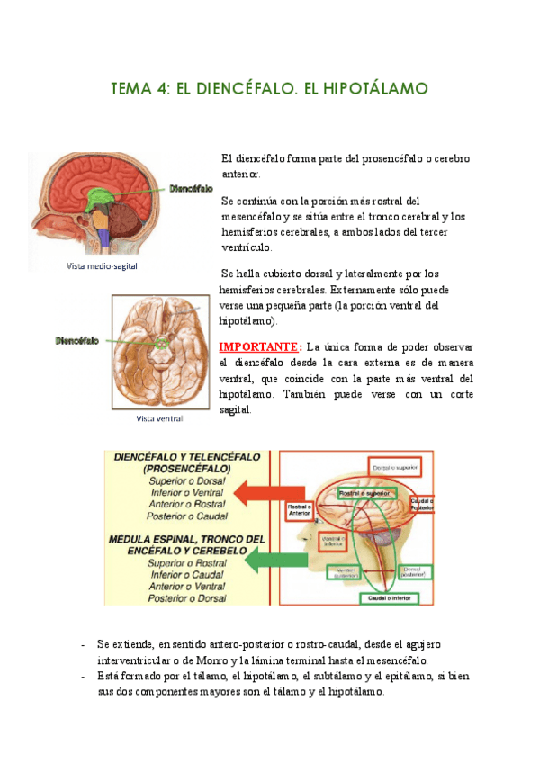 Miniatura del documento Tema-4-El-diencefalo.-El-hipotalamo.pdf