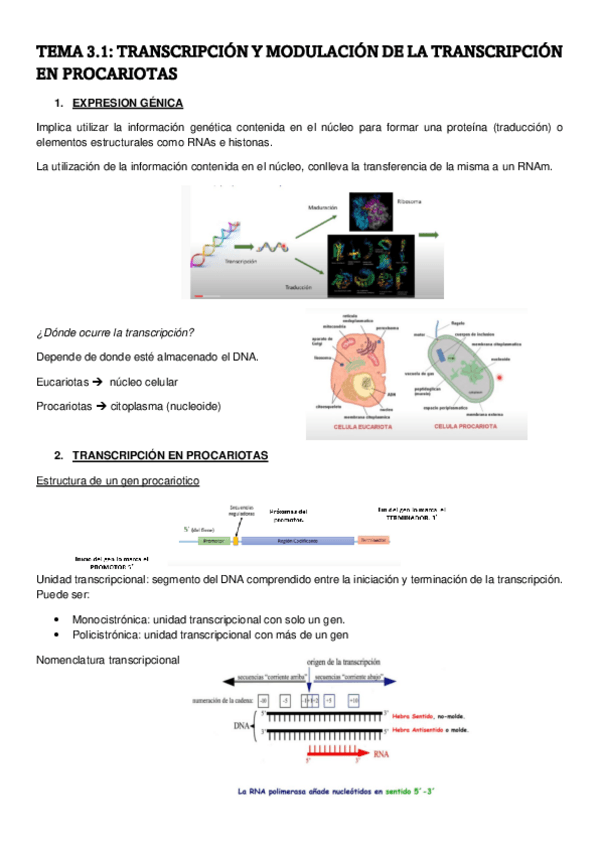 Miniatura del documento TEMA-3.1-Genetica-Molecular.pdf