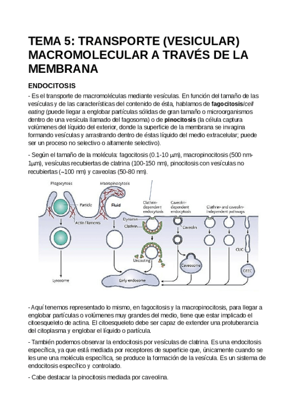 Miniatura del documento T5-Transporte-Vesicular.pdf