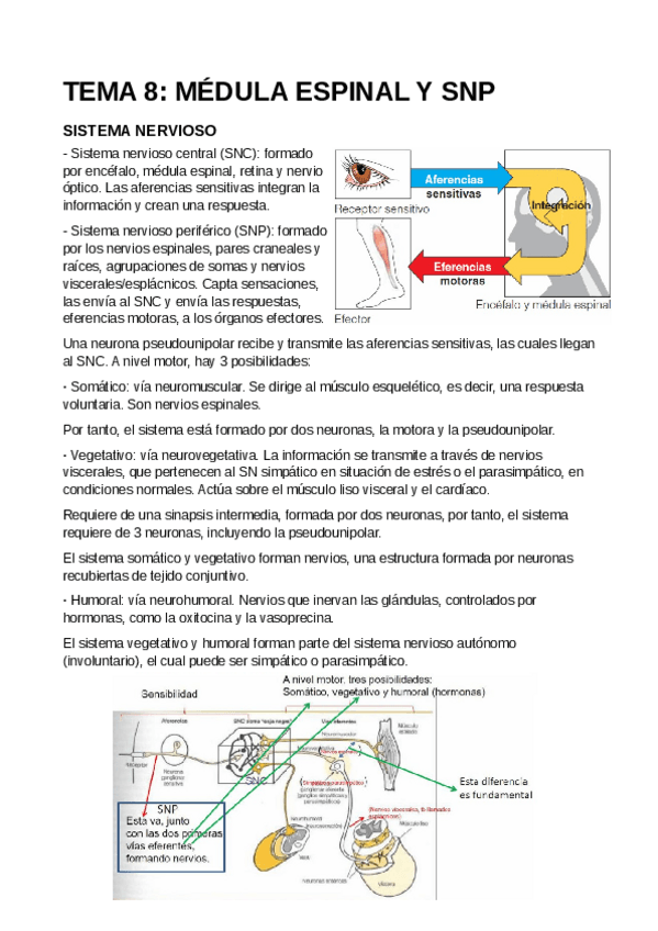 Miniatura del documento T8-Medula-Espinal-y-SNP.pdf
