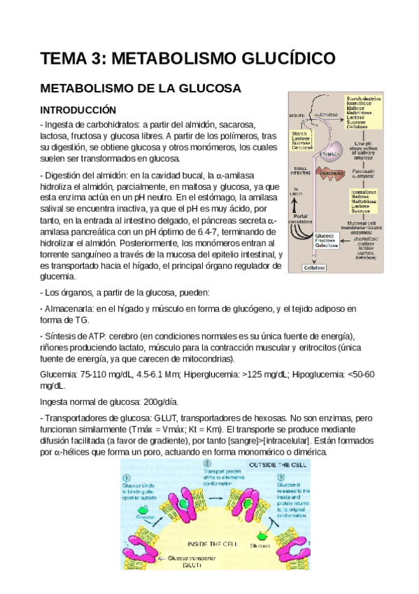 Miniatura del documento T3-Metabolismo-glucidico.pdf