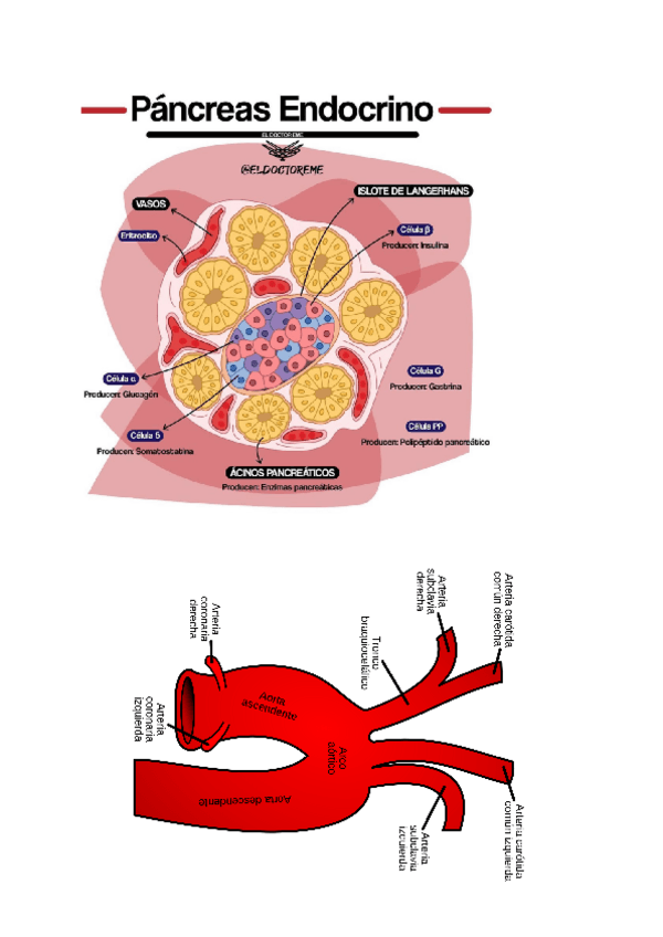 Miniatura del documento anatomia-fotos.pdf