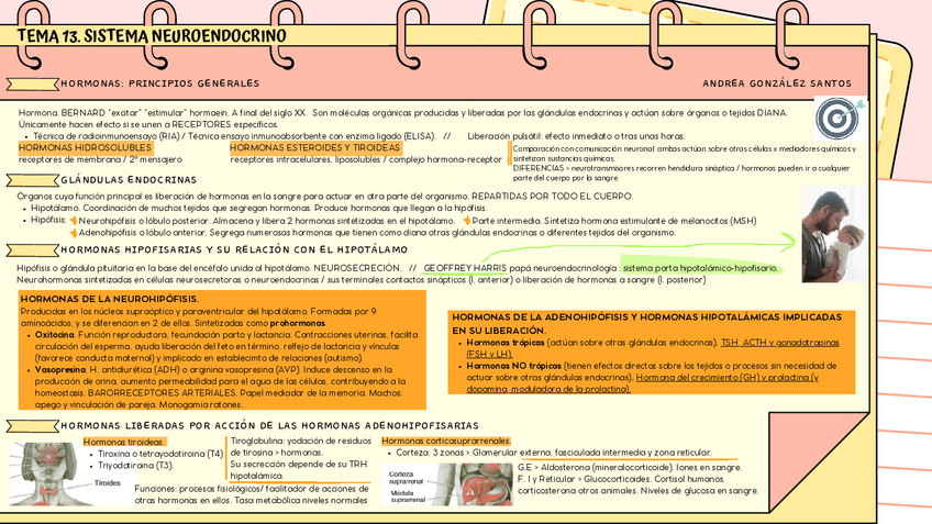 Miniatura del documento ESQUEMA-TEMA-13.-SISTEMA-NEUROENDOCRINO.pdf