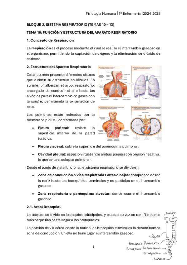 Miniatura del documento Respiratorio-FISIOLOGIA-2425.pdf