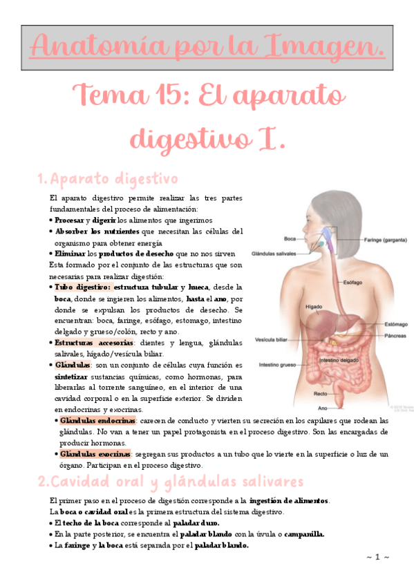 Miniatura del documento Tema-15.-El-aparato-digestivo-I.pdf