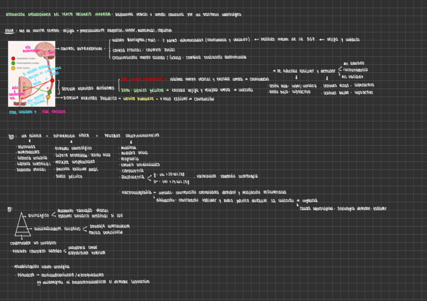 Miniatura del documento DISFUNCION-NEUROGENICA-DEL-TRACTO-URINARIO-INFERIOR.pdf