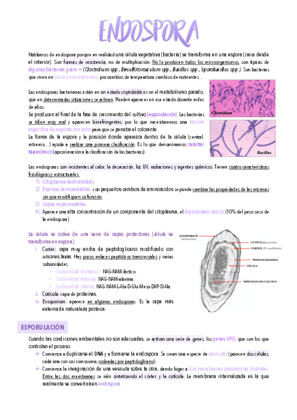 Miniatura del documento 10.-Endospora.pdf
