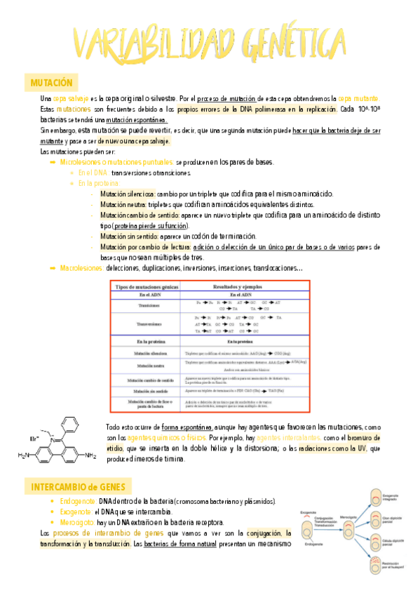 Miniatura del documento 12.-Genetica-bacteriana.pdf