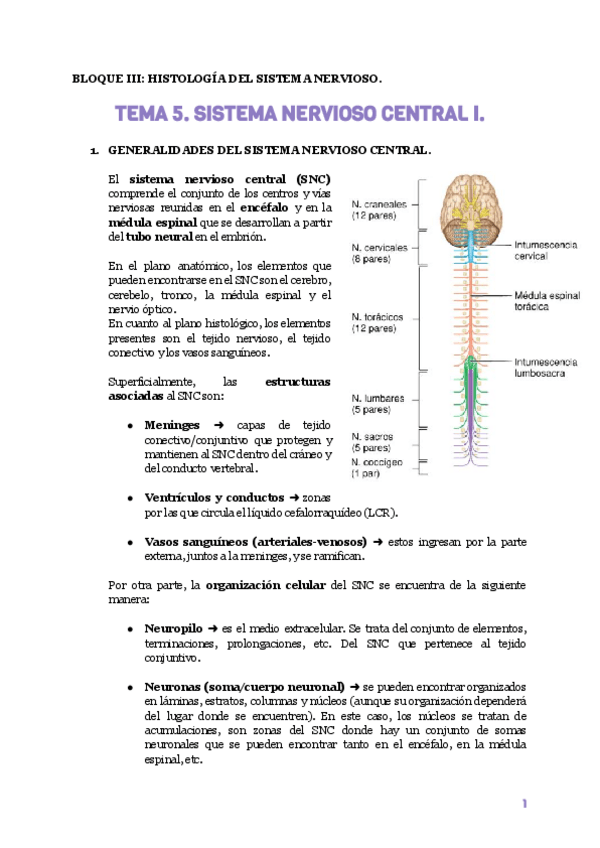 Miniatura del documento tema-5-histologia-SNC.pdf