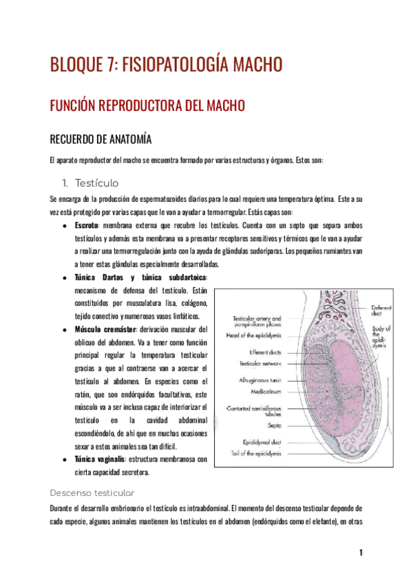 Miniatura del documento Bloque-7-Macho.pdf