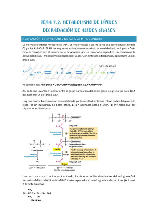 Miniatura del documento TEMA-7.2-Degradacion-AG.-Metabolismo-lipidos.pdf