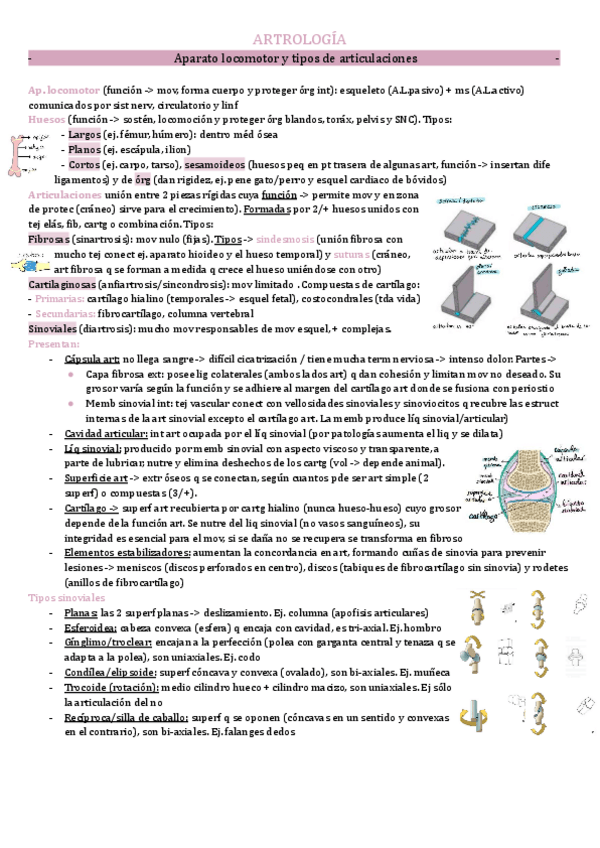 Miniatura del documento Anatomia-artrologia.pdf