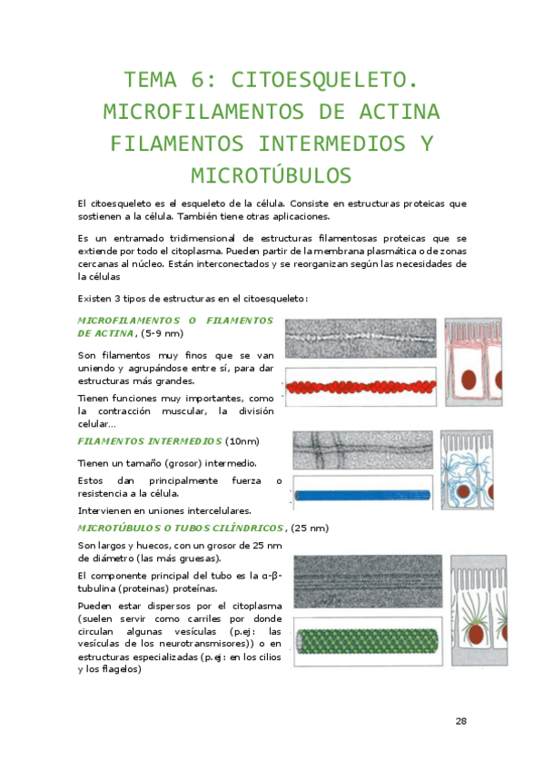 Miniatura del documento Tema-6.-Citoesqueleto.-Microfilamentos-de-Actina-Filamentos-Intermedios-Y-Microtubulos.pdf