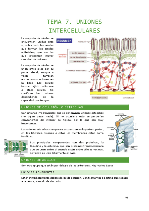 Miniatura del documento Tema-7.-Uniones-Intercelulares.pdf
