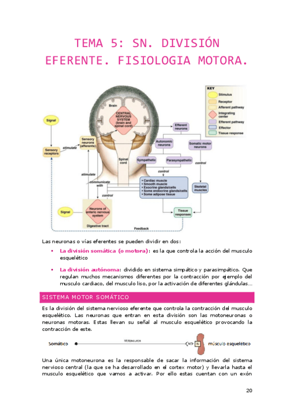 Miniatura del documento Tema-5.-SN-Division-Eferente-Fisiologia-Motora.pdf