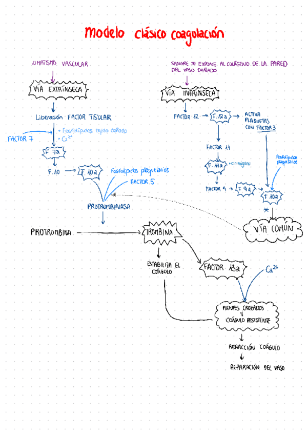 Miniatura del documento Esquema-modelos-coagulacion.pdf