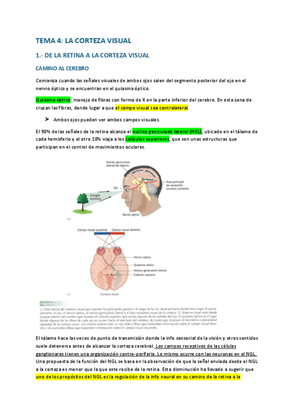 Miniatura del documento Tema-4-la-corteza-visual.pdf