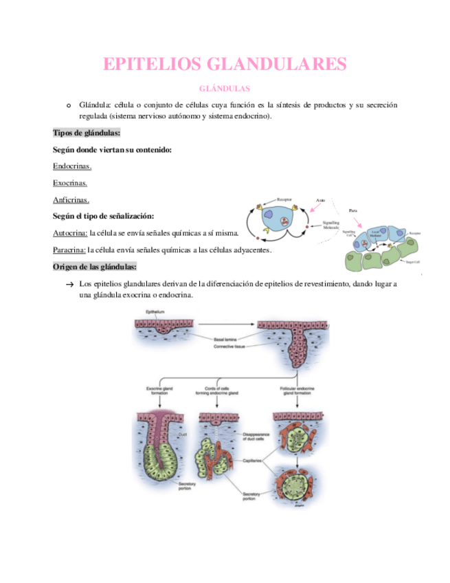 Miniatura del documento EPITELIOS-GLANDULARES.pdf