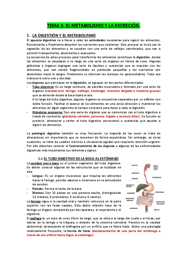 Miniatura del documento TEMA-5.-El-metabolismo-y-la-excrecion.pdf