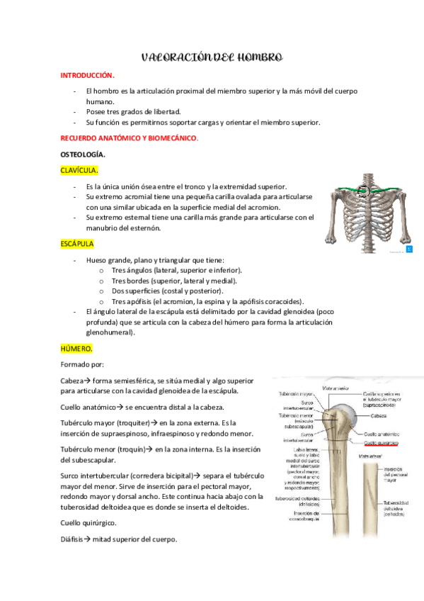 Miniatura del documento TEMA-9.-Valoracion-del-hombro.pdf