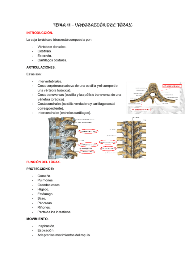 Miniatura del documento TEMA-11.-Valoracion-del-torax.pdf