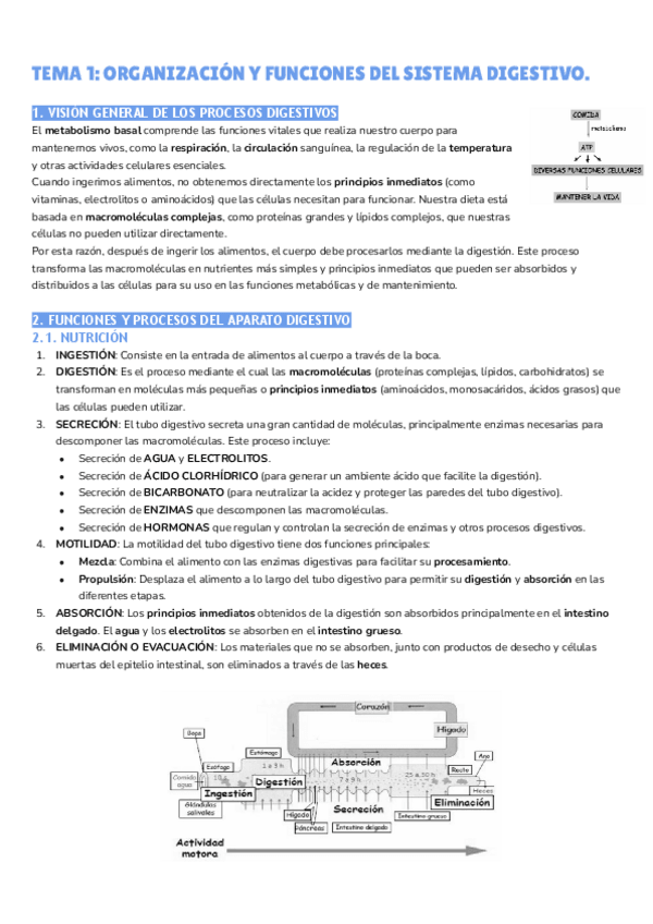 Miniatura del documento TEMA-1-ORGANIZACION-Y-FUNCIONES-DEL-SISTEMA-DIGESTIVO..pdf