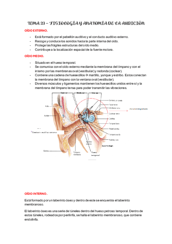 Miniatura del documento TEMAS-23-y-24.-Fisiologia-de-la-audicion-y-sentido-del-equilibrio.pdf