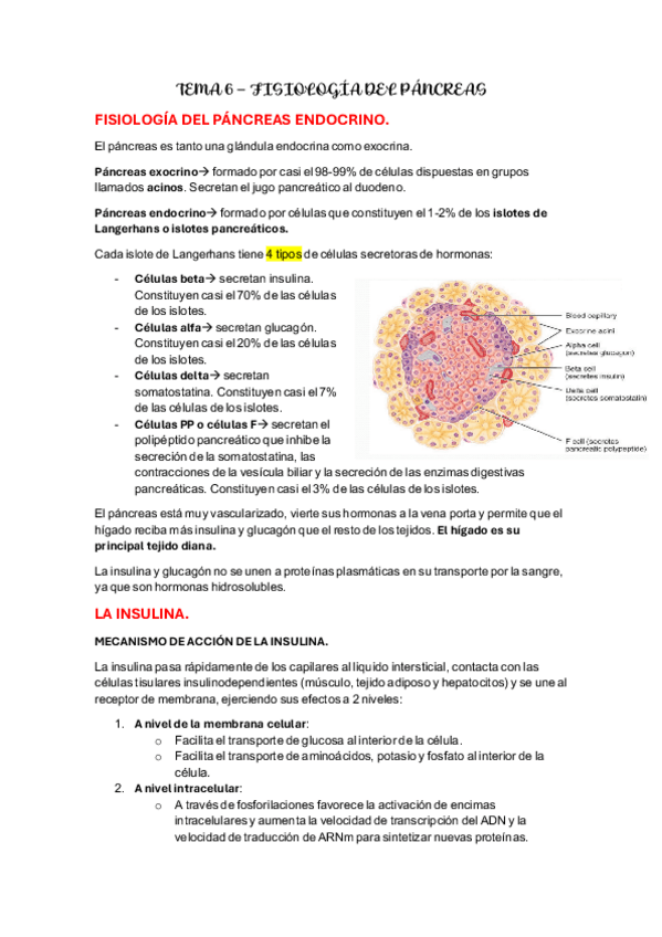 Miniatura del documento TEMA-6.-Fisiologia-del-pancreas..pdf