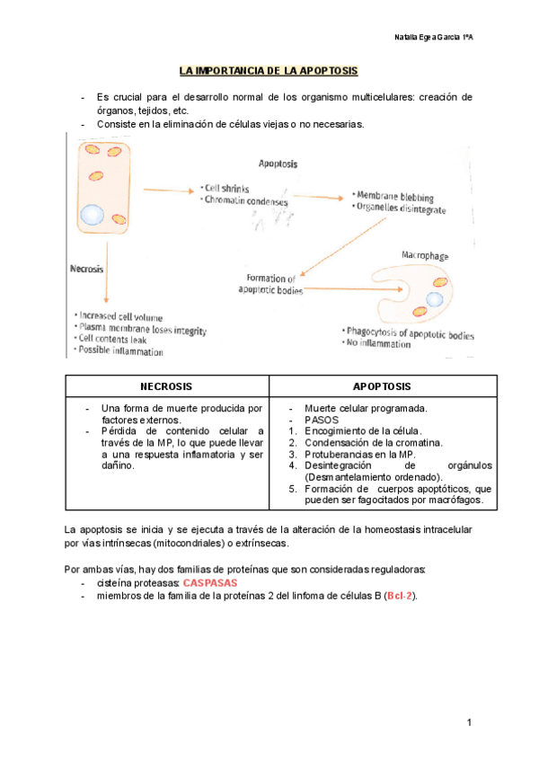 Miniatura del documento APOPTOSIS.pdf