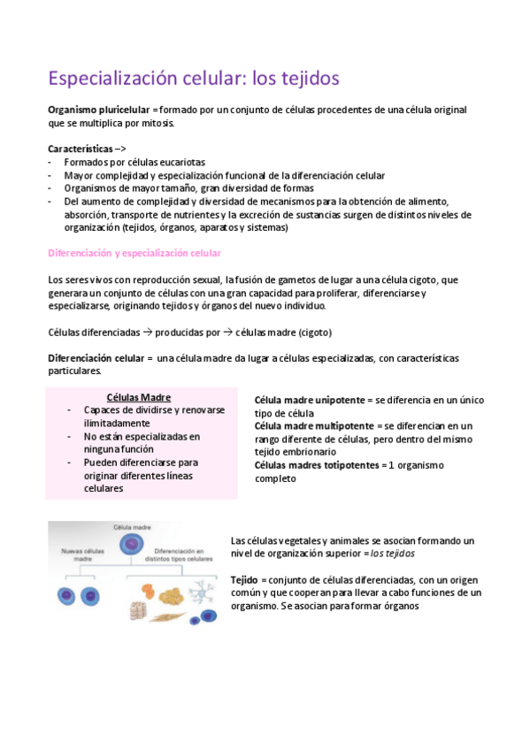 Miniatura del documento Especializacion-celular.pdf