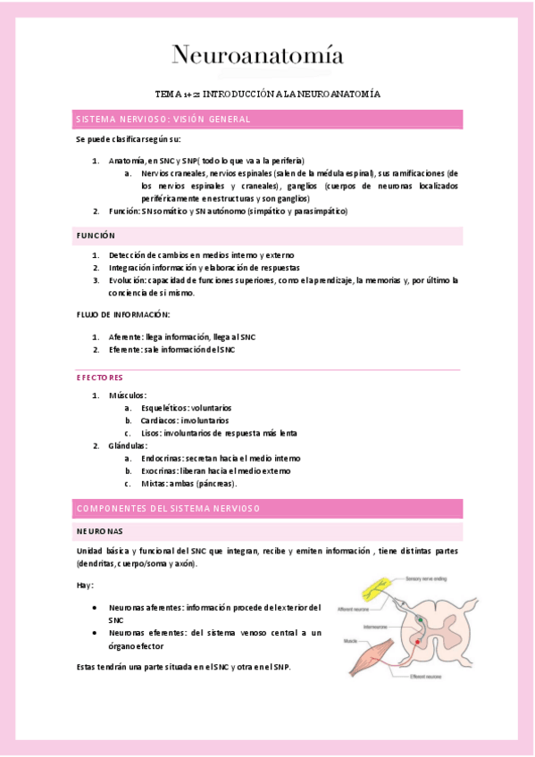 Miniatura del documento Neuroanatomia.pdf