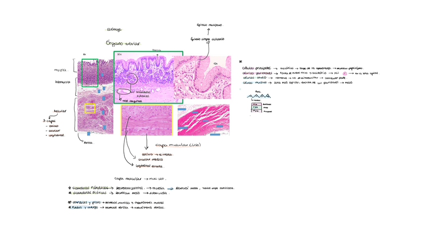 Miniatura del documento ESTOMAGO.pdf