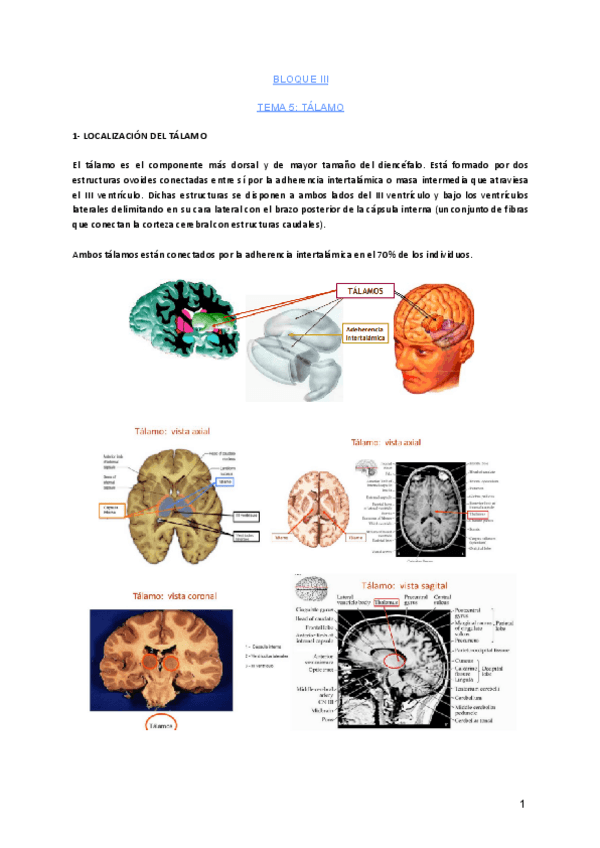 Miniatura del documento TEMA-5-TALAMO.pdf