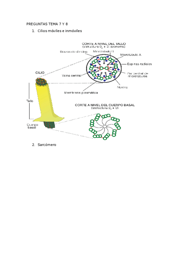 Miniatura del documento TEMA-7-8-CITOESQUELETO-Examen-parcial.docx