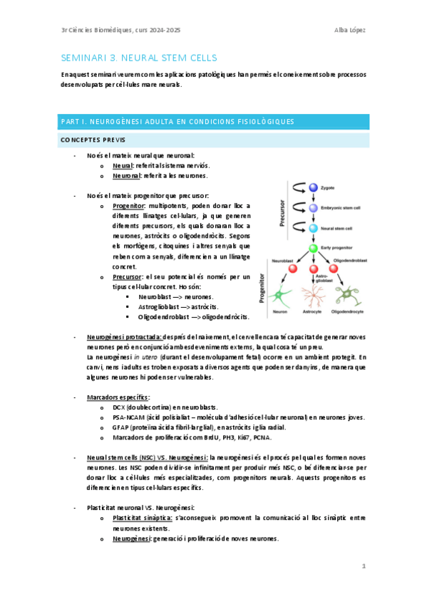 Miniatura del documento Seminari-conferencia-3.-Neural-stem-cells.pdf