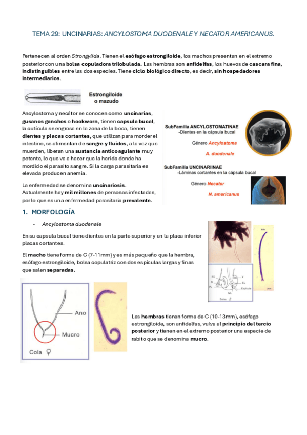 Miniatura del documento TEMAS-29-33-NEMATODOS.pdf