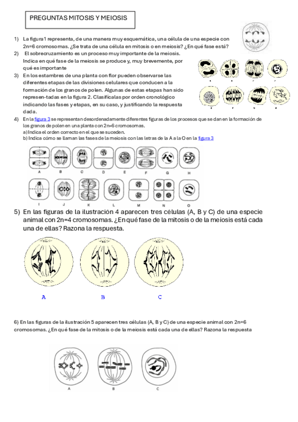 Miniatura del documento TEST-2-biologia-mitosis-y-meiosis-con-solucion.pdf