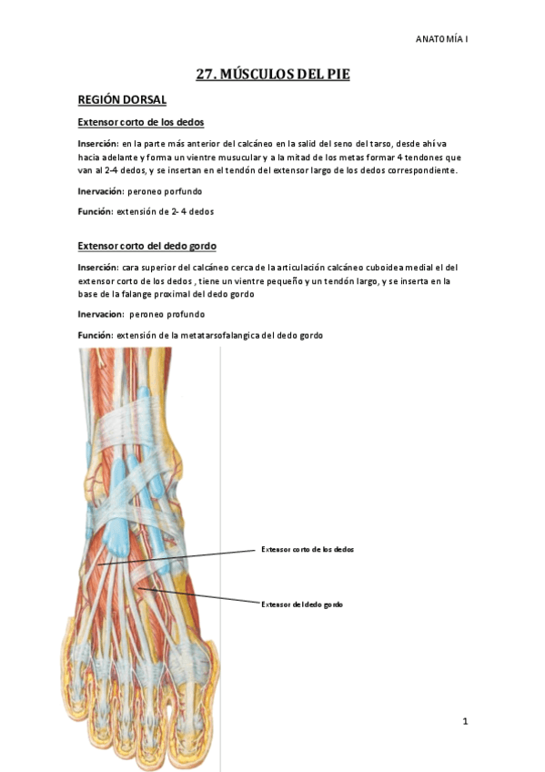 Miniatura del documento MMII-PIE.pdf