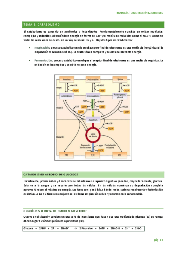 Miniatura del documento TEMA 9: catabolismo.pdf