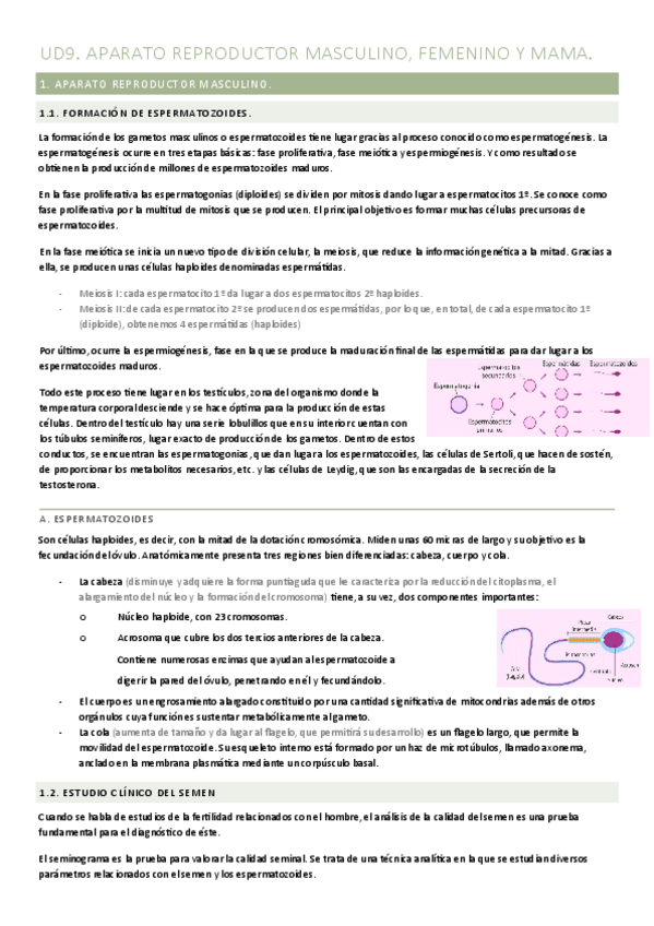 Miniatura del documento UT9.-APARATO-REPRODUCTOR-MASCULINO-FEMENINO-y-MAMA.pdf
